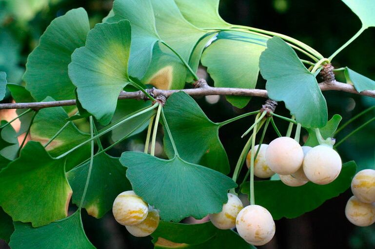 Ginkgo biloba - an exotic herb with the potential to improve