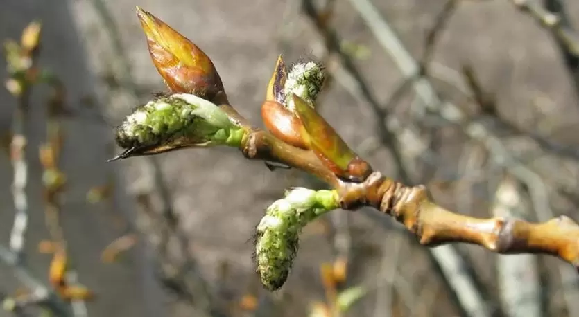 Poplar buds for potency